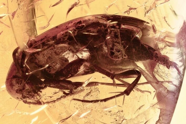 Detailed Fossil False Flower Beetle (Anaspidinae) in Baltic Amber #381275